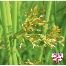 Soft Rush (Juncus effusus) - 9cm