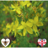 Square-Stalked St John's Wort (Hypericum tetrapterum) - 9cm