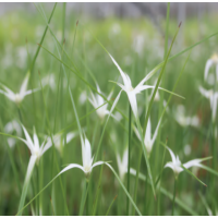 Star Grass (Dichromena colorata) - 9cm