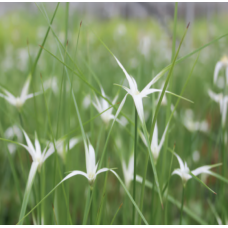 Dichromena colorata - 9cm