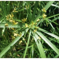 Umbrella Palm (Cyperus alternifolius) - 9cm