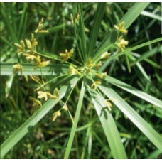 Cyperus alternifolius - 9cm