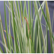 Variegated Slender Sweet Flag (Acorus gramineus variegatus) - 9cm