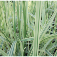 Variegated Reed Sweet Grass (Glyceria maxima variegata) - 9cm