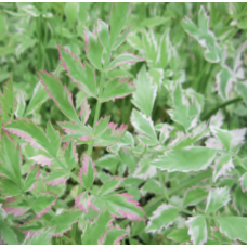 Variegated Water Dropwort (Oenanthe javanica 'Flamingo') - 9cm