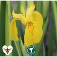 Iris - Variegated Yellow Flag (Iris pseudacorus 'Variegata') - 1L