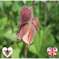 Water Avens (Geum rivale) - 9cm