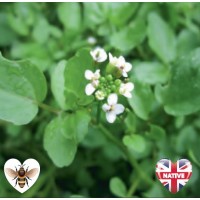 Water Cress (Rorippa nasturtium aquaticum) - 9cm