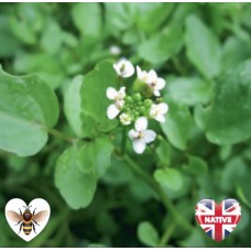 Rorippa nasturtium aquaticum - 9cm