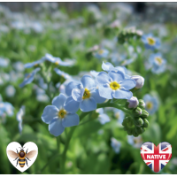 Water Forget-Me-Not (Myosotis scorpiodes / Myosotis palustris) - 9cm