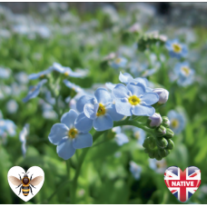 Water Forget-Me-Not (Myosotis scorpiodes / Myosotis palustris) - 9cm