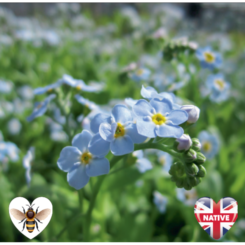 Water Forget-Me-Not (Myosotis scorpiodes / Myosotis palustris) - 9cm