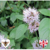 Water Mint (Mentha aquatica) - 9cm