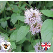 Water Mint (Mentha aquatica) - 9cm