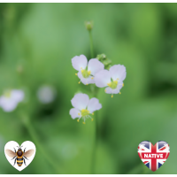 Water Plantain (Alisma plantago aquaticum) - 9cm