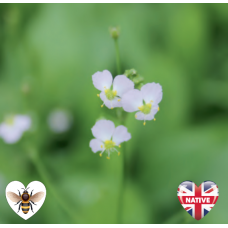 Alisma plantago aquaticum - 9cm