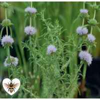 Water Spearmint (Mentha cervina) - 9cm