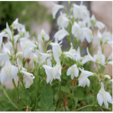 White Chinese Marshflower (Mazus reptans 'alba') - 9cm