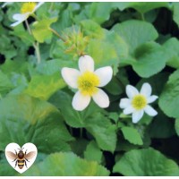 White Himalayan Marigold (Caltha palustris alba) - 9cm