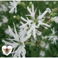 White Ragged Robin (Lynchnis flos-cuculi 'White Robin') - 9cm