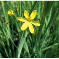 Yellowed Eyed Grass (Sisyrinchium californicum) - 9cm