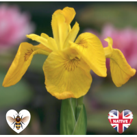 Iris - Yellow Flag (Iris pseudacorus) - 9cm