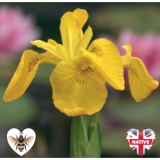 Iris - Yellow Flag (Iris pseudacorus) - 9cm