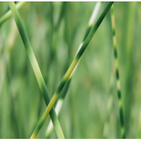 Zebra Rush (Scirpus Zebrinus) - 9cm