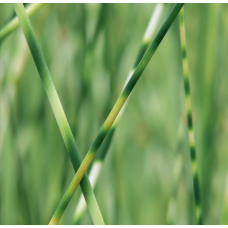 Scirpus Zebrinus - 9cm