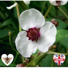 Sagittaria sagittifolia - 9cm