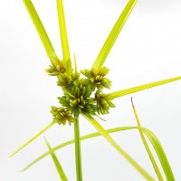 Tall Flatsedge (Cyperus eragrostis) - 9cm