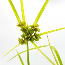 Cyperus eragrostis - 9cm Cyperus eragrostis - 9cm