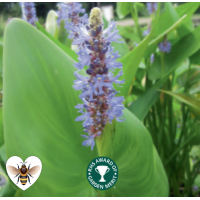 Pickerel Weed (Pontederia cordata) - 9cm