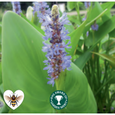 Pontederia cordata - 9cm