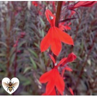 Red Leaved Lobelia (Lobelia fulgens 'Queen Victoria') - 9cm