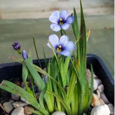 Blue Eyed Grass (Sisyrinchium bellum) - 9cm