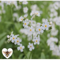 White Water Forget-Me-Not (Myosotis scorpiodes / Myosotis palustris) - 1L