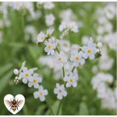 White Water Forget-Me-Not (Myosotis scorpiodes / Myosotis palustris) - 9cm