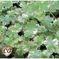 Crystal Confetti (Hydrocotyle sibthorpioides variegata) - 9cm