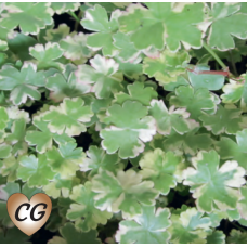 Hydrocotyle sibthorpioides variegata - 9cm