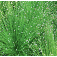 Fibre Optic Plant (Scirpus cernuus) - 9cm