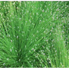 Fibre Optic Plant (Scirpus cernuus) - 9cm