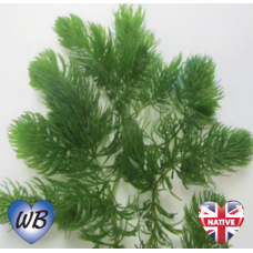 Hornwort (Ceratophyllum demersum) - Bunch