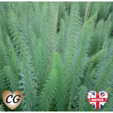 Mare's Tail (Hippuris vulgaris) - 9cm