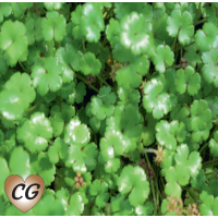 Miniature Pennywort (Hydrocotyle novae-zelandiae) - 9cm