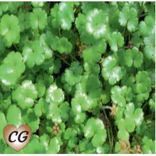 Hydrocotyle novae-zelandiae - 9cm