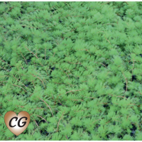 Red Stemmed Parrot's Feather (Myriophyllum brasiliensis) - Bunch