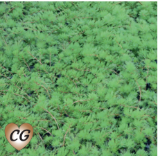 Myriophyllum brasiliensis - 9cm