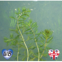 Spiked Water Milfoil (Myriophyllum spicatum) - Bunch