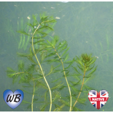 Spiked Water Milfoil (Myriophyllum spicatum) - Bunch